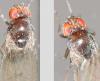 Drosophila immigrans